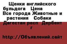 Щенки английского бульдога › Цена ­ 40 000 - Все города Животные и растения » Собаки   . Дагестан респ.,Дербент г.